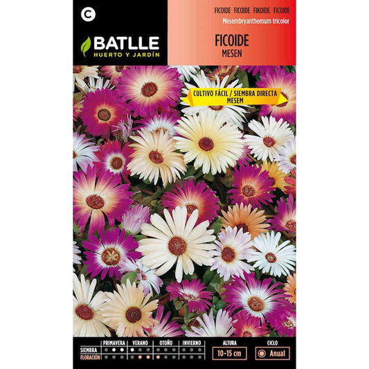 Nasiona figowca Messen