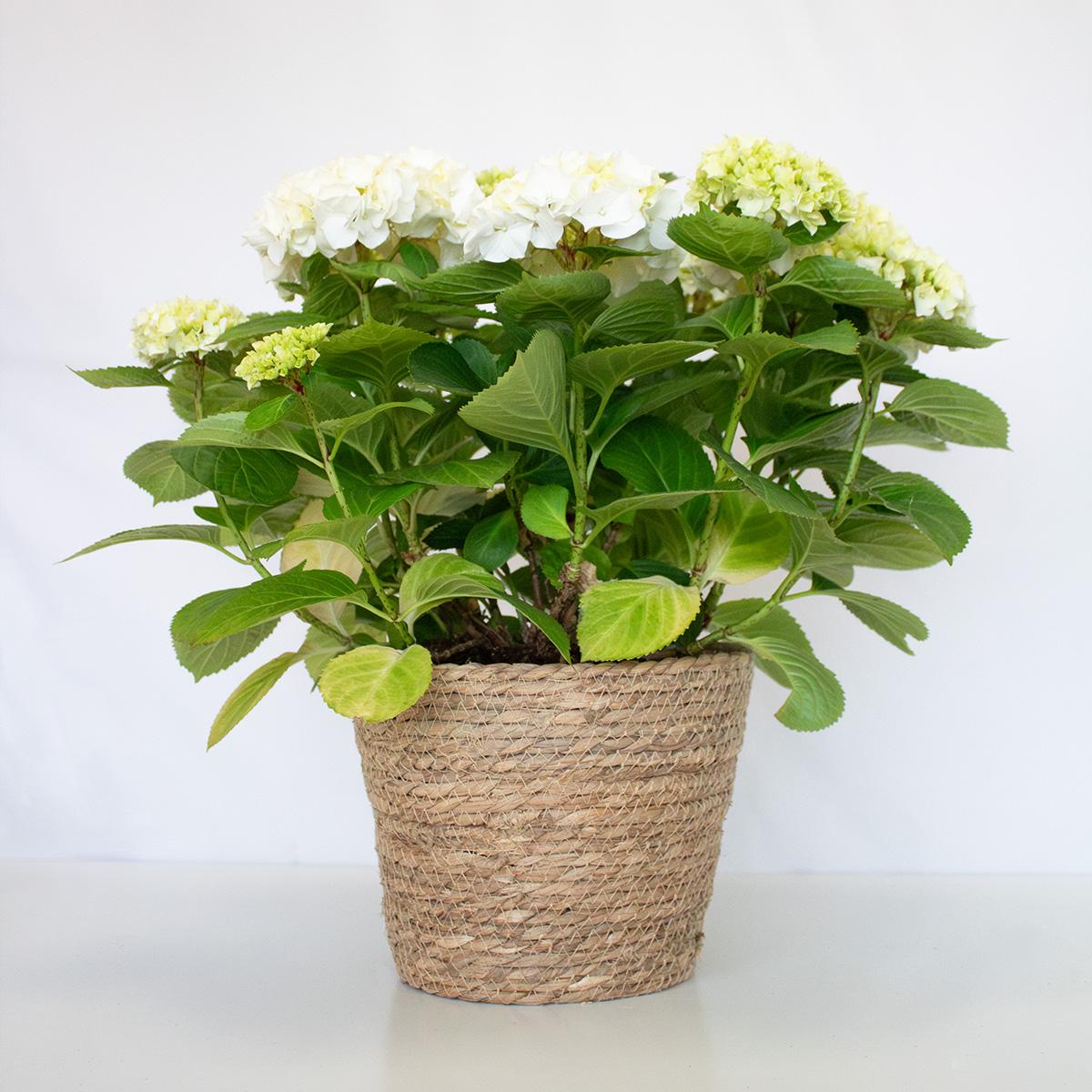 Hortensja biała 50-60 cm