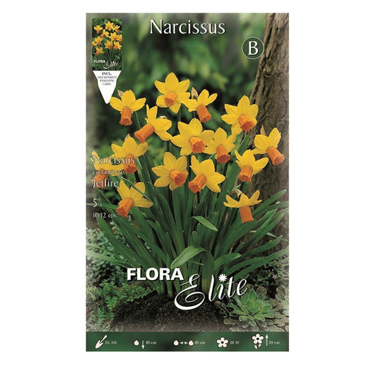 Gulorange Jetfire-narcisslökar, 5 st.