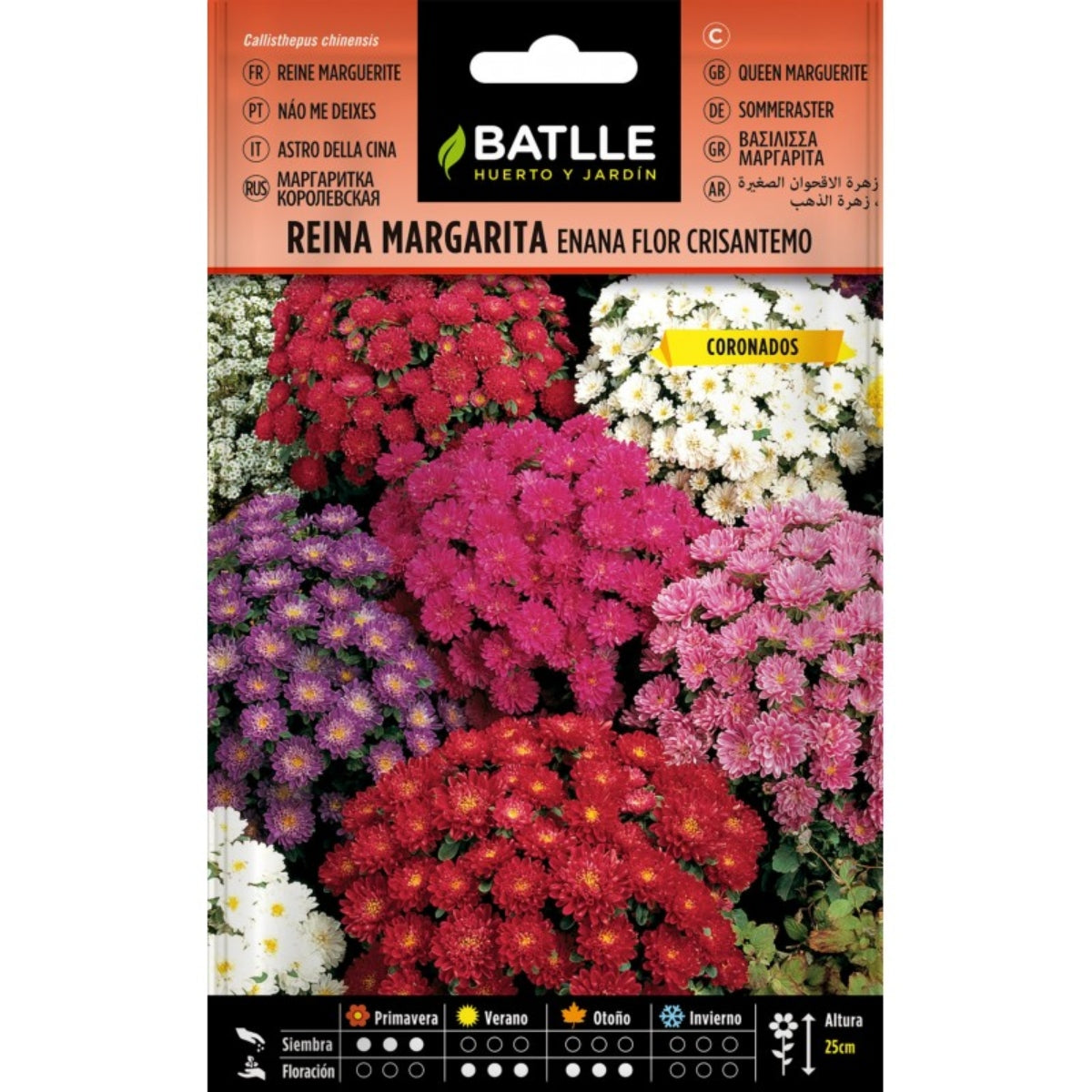 Zaden van dwergmadeliefje chrysant Batlle