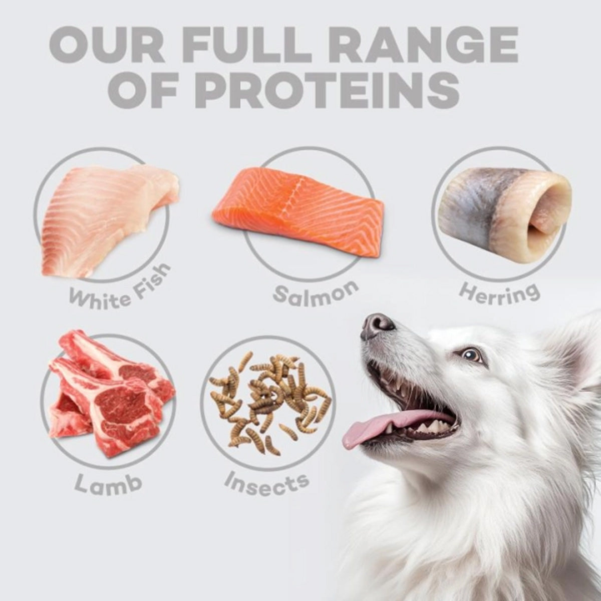 Nature's Protection White Dog Croquettes sans céréales Saumon chiots 1,5 kg