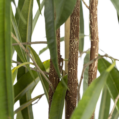 Ficus alii 160-170 cm