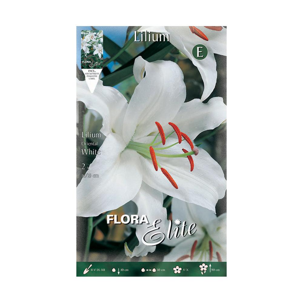 Cebulka Lilium Oriental biała 2 szt.