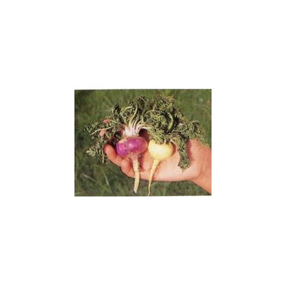 Kapsułki Maca Andina Ecológica 500 mg Marnys, 60 sztuk