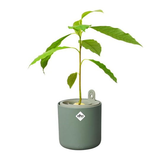 Doniczka do kiełkowania awokado Amazing Avocado Elho Verde