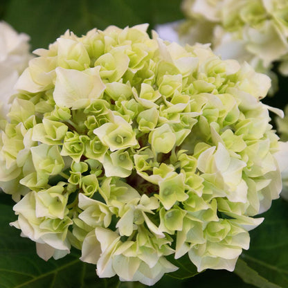 Hortensja biała 50-60 cm