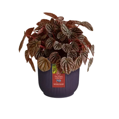 Pot de fleurs recyclé Winery violet Elho 18 cm
