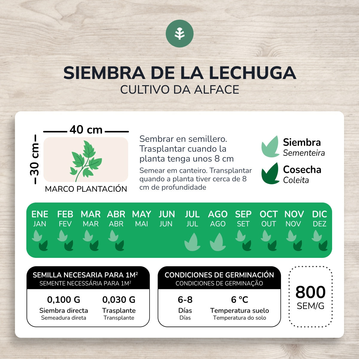 Bio-Buttersalat Samen 4 Jahreszeiten Planet Vegetable Garden