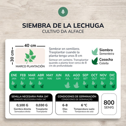 Bio-Buttersalat Samen 4 Jahreszeiten Planet Vegetable Garden