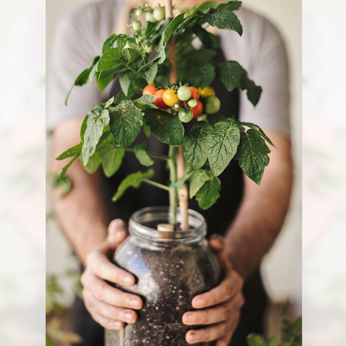 Zestaw do uprawy pomidorów koktajlowych w pomieszczeniach