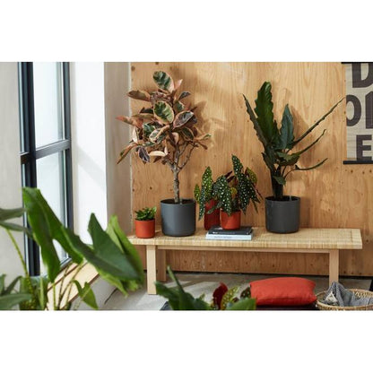 Pot de fleur B.for Soft Round Elho Anthracite 35 cm