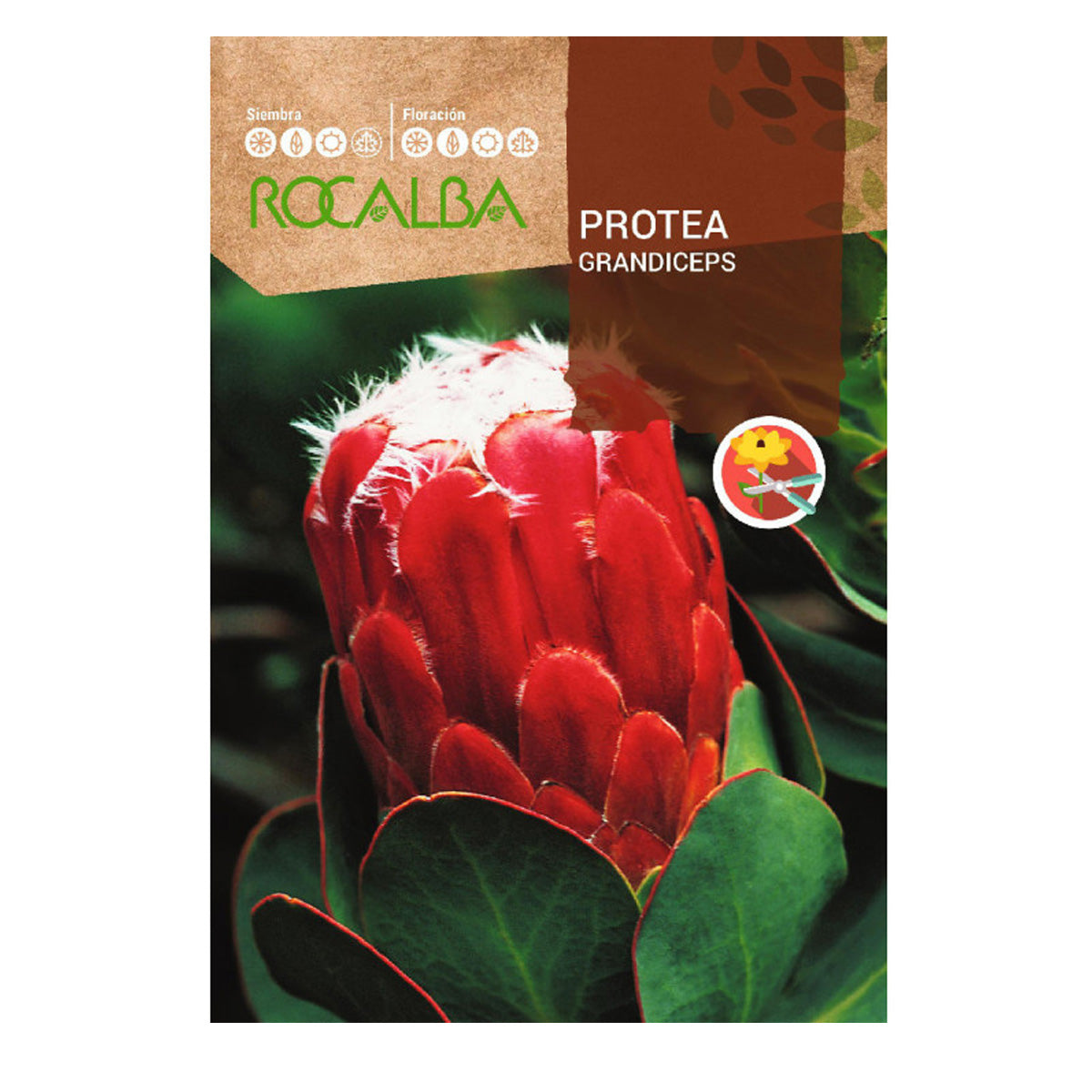 Protea Grandiceps-Samen, Rocalba