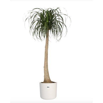 Blumentopf B.for Soft Round Elho Weiß 22 cm