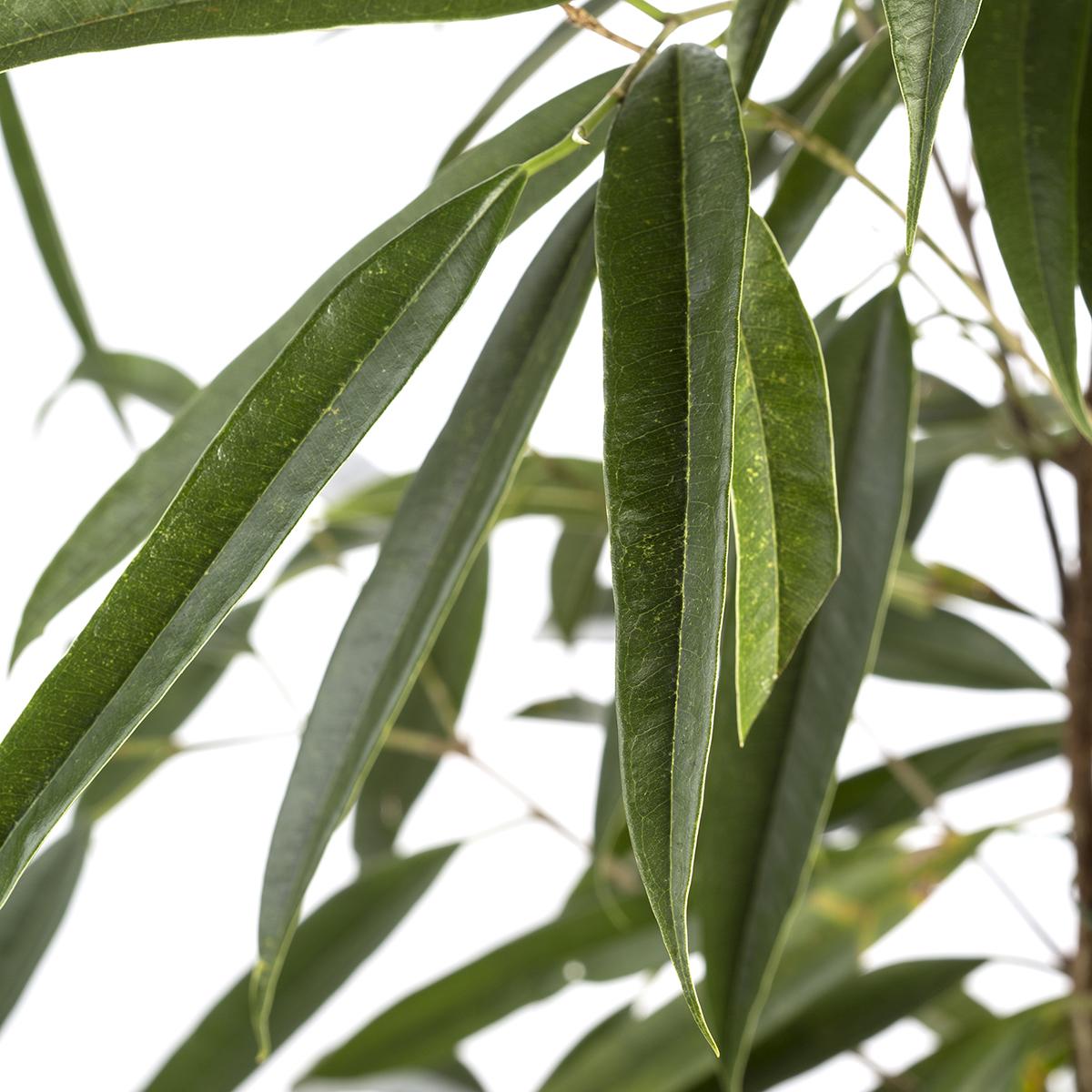 Ficus alii 160-170 cm