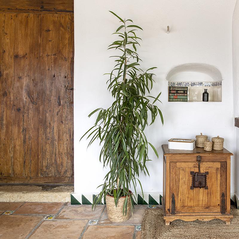 Ficus alii 160-170 cm