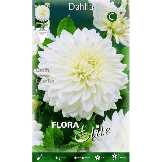 Bulbe de dahlia décoratif blanc pur 1 unité