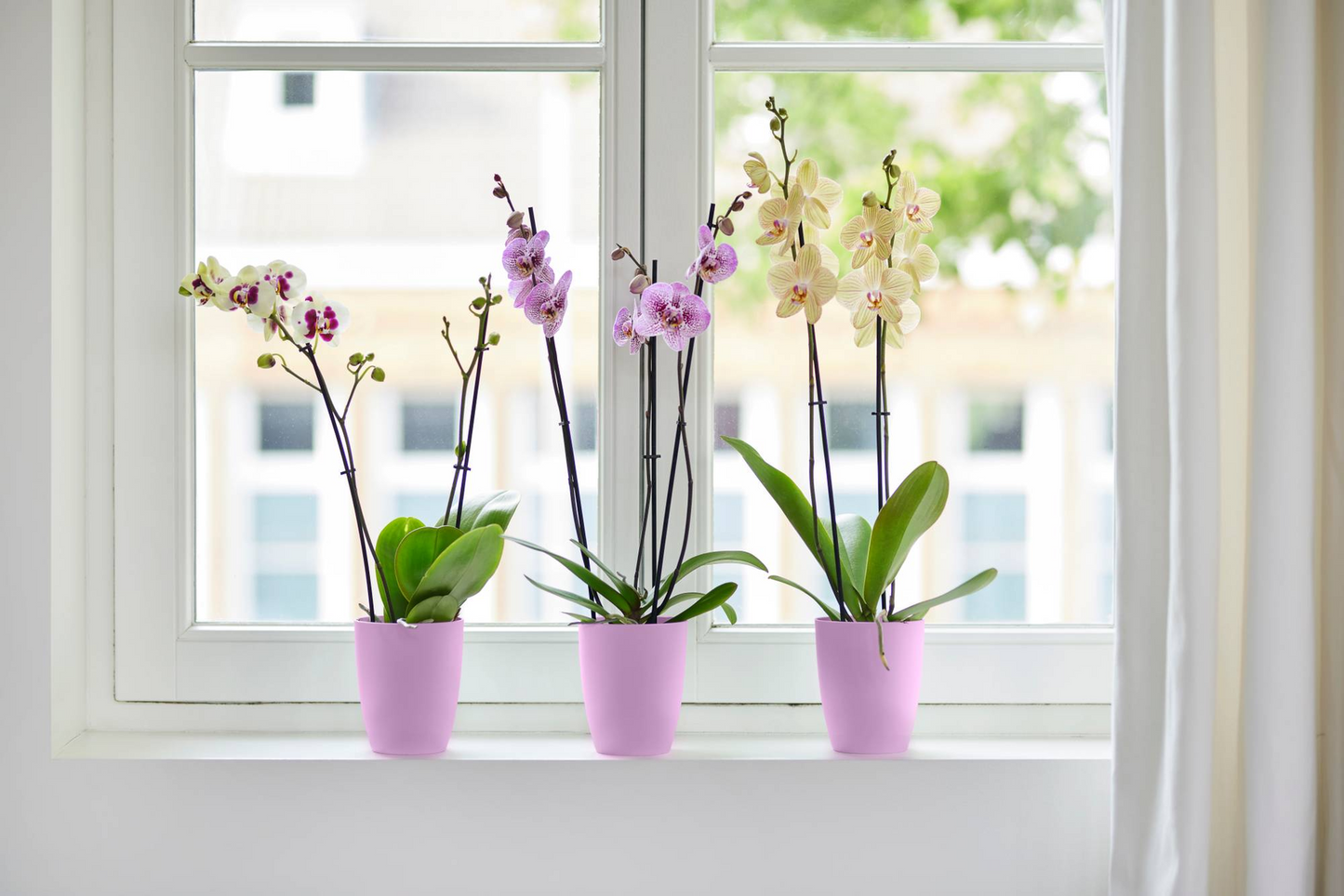 Vaso per orchidee Brussels High Elho vivid violet