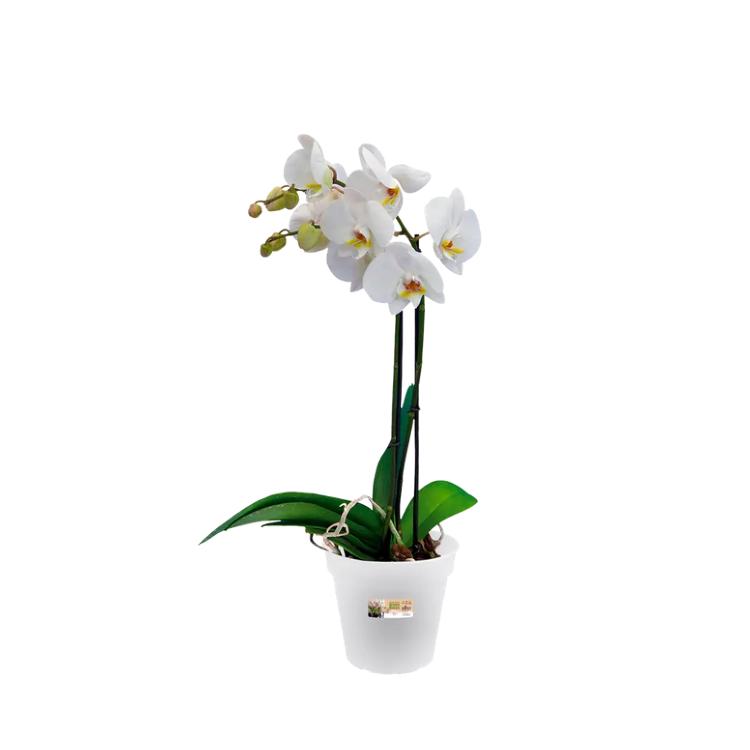 Orchideentopf Green Basics Elho Transparent 17 cm