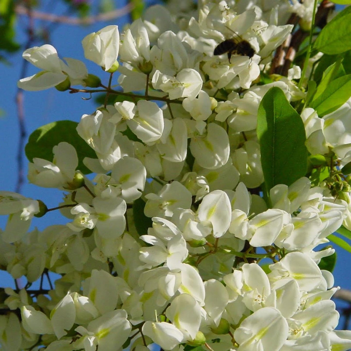 Bio-Akazienhonig Bona Mel, 450 g