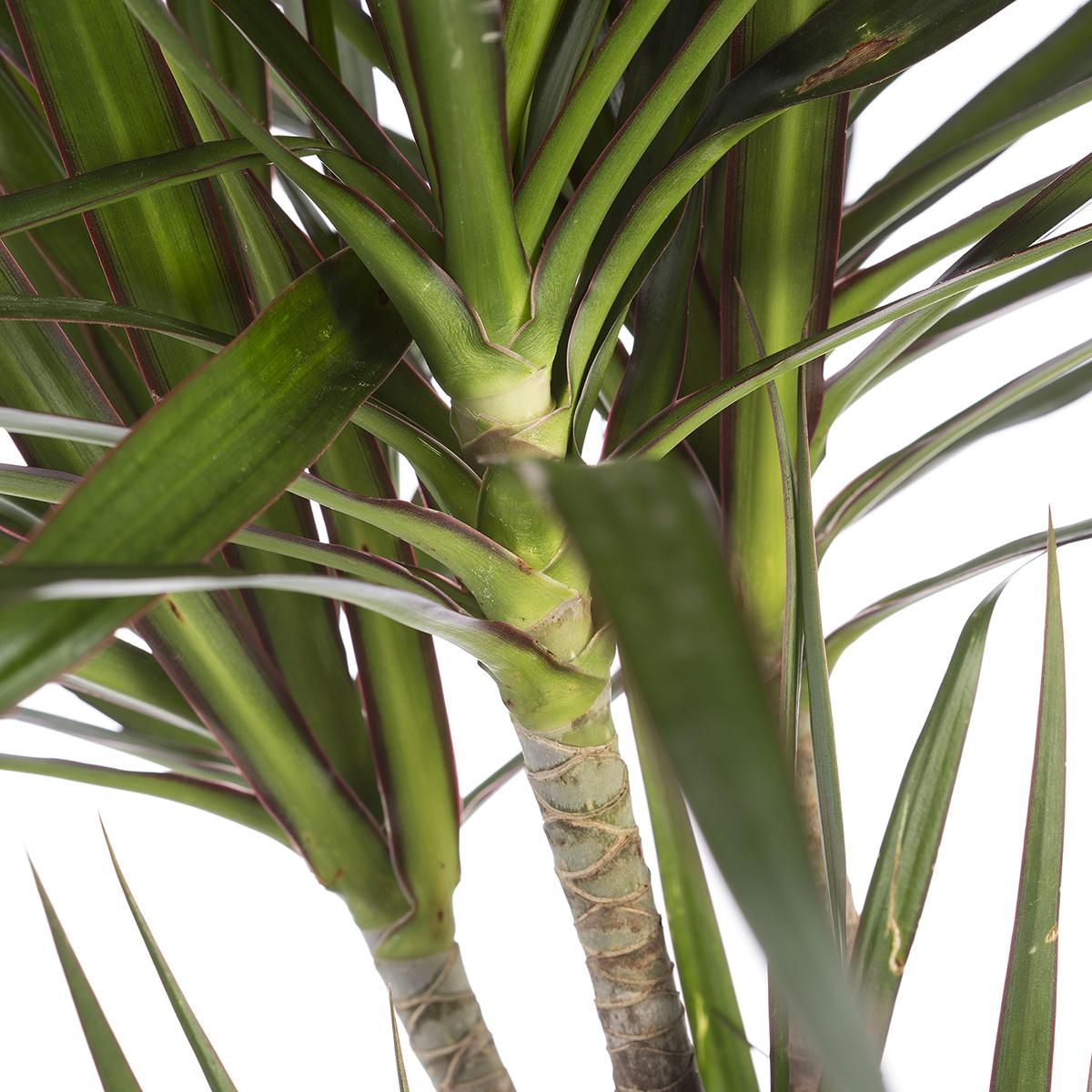 Dracena marginata 70-90