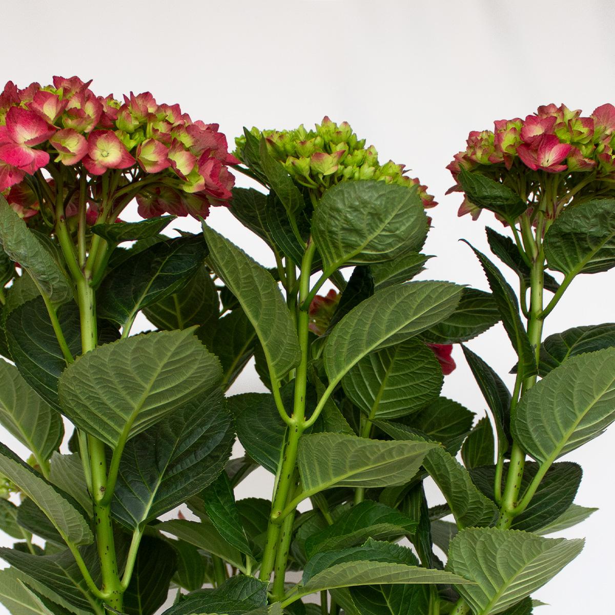 Ortensia fucsia 50-60 cm