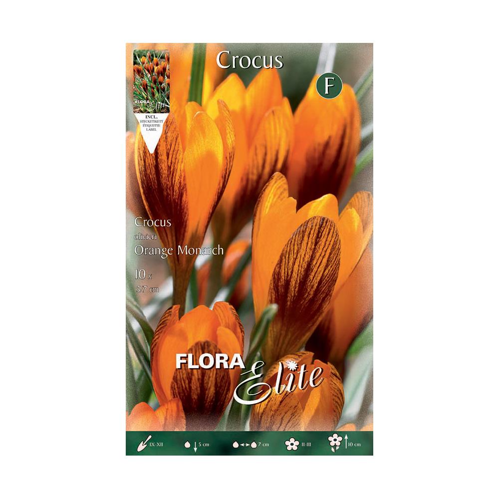 Crocus orange monarch-bollen 10 stuks