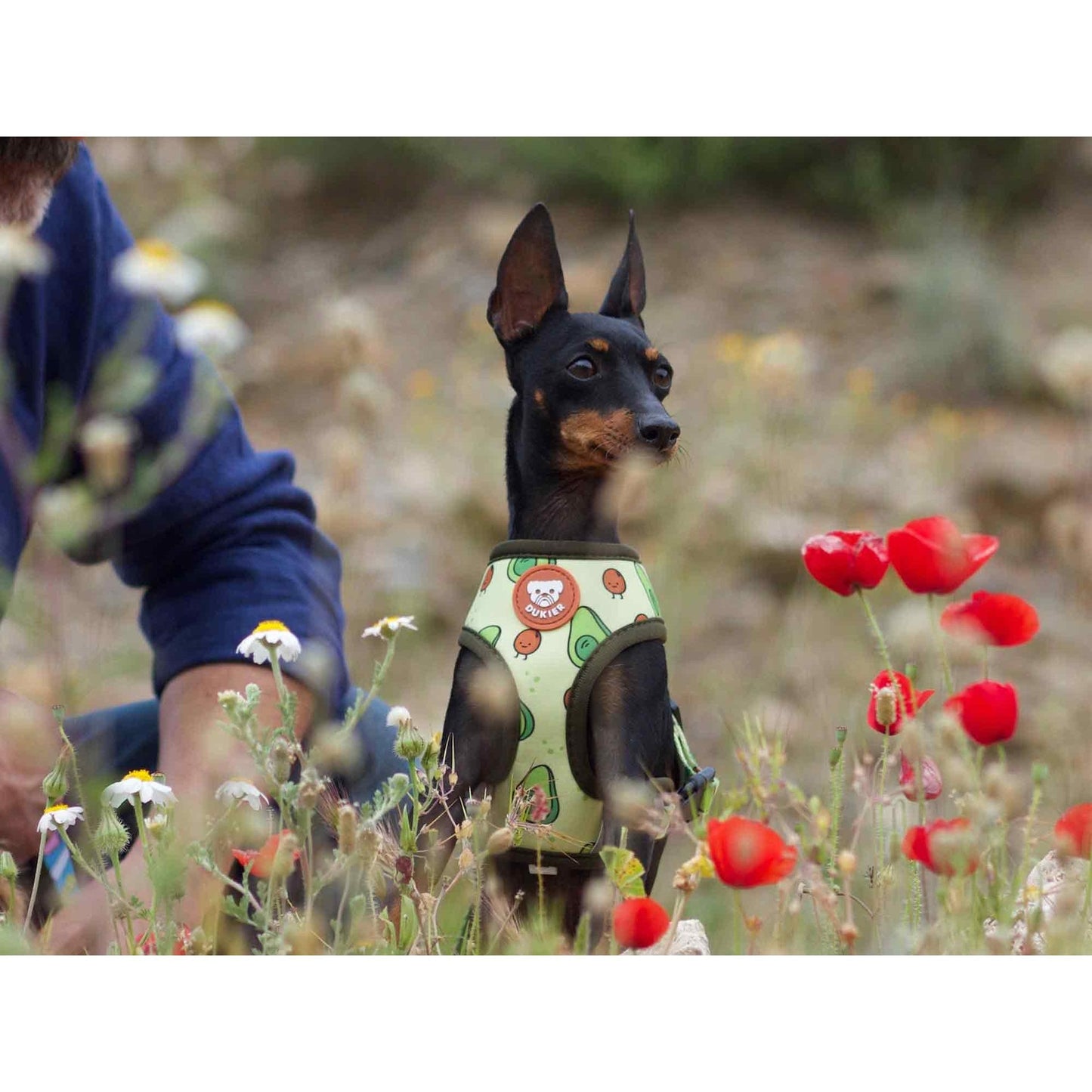 Harnais réversible pour chien AVOCADO Dukier S