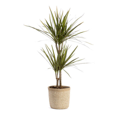Dracena marginata 70-90
