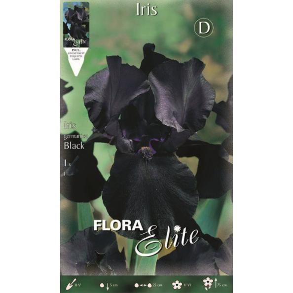 Zwiebel Schwarze Iris