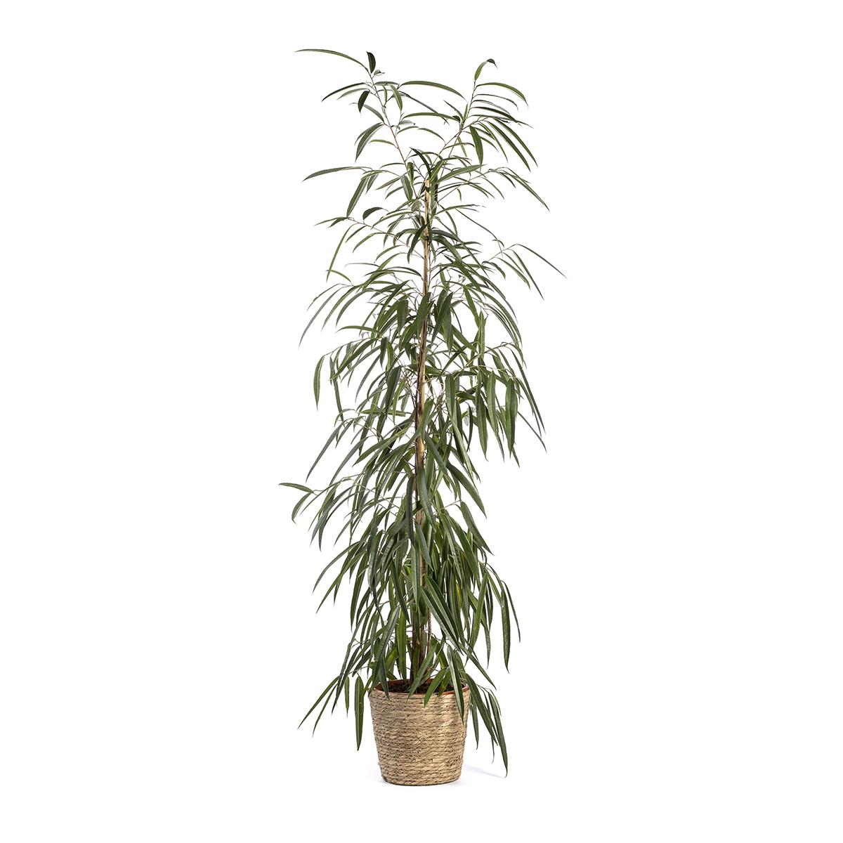 Ficus alii 160-170 cm