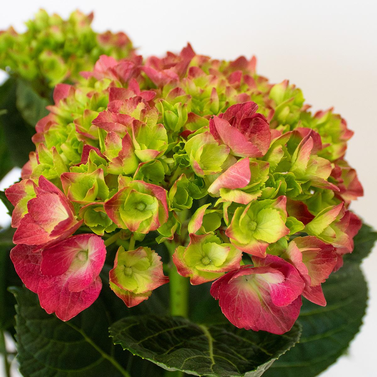 Ortensia fucsia 50-60 cm