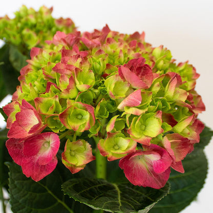 Ortensia fucsia 50-60 cm
