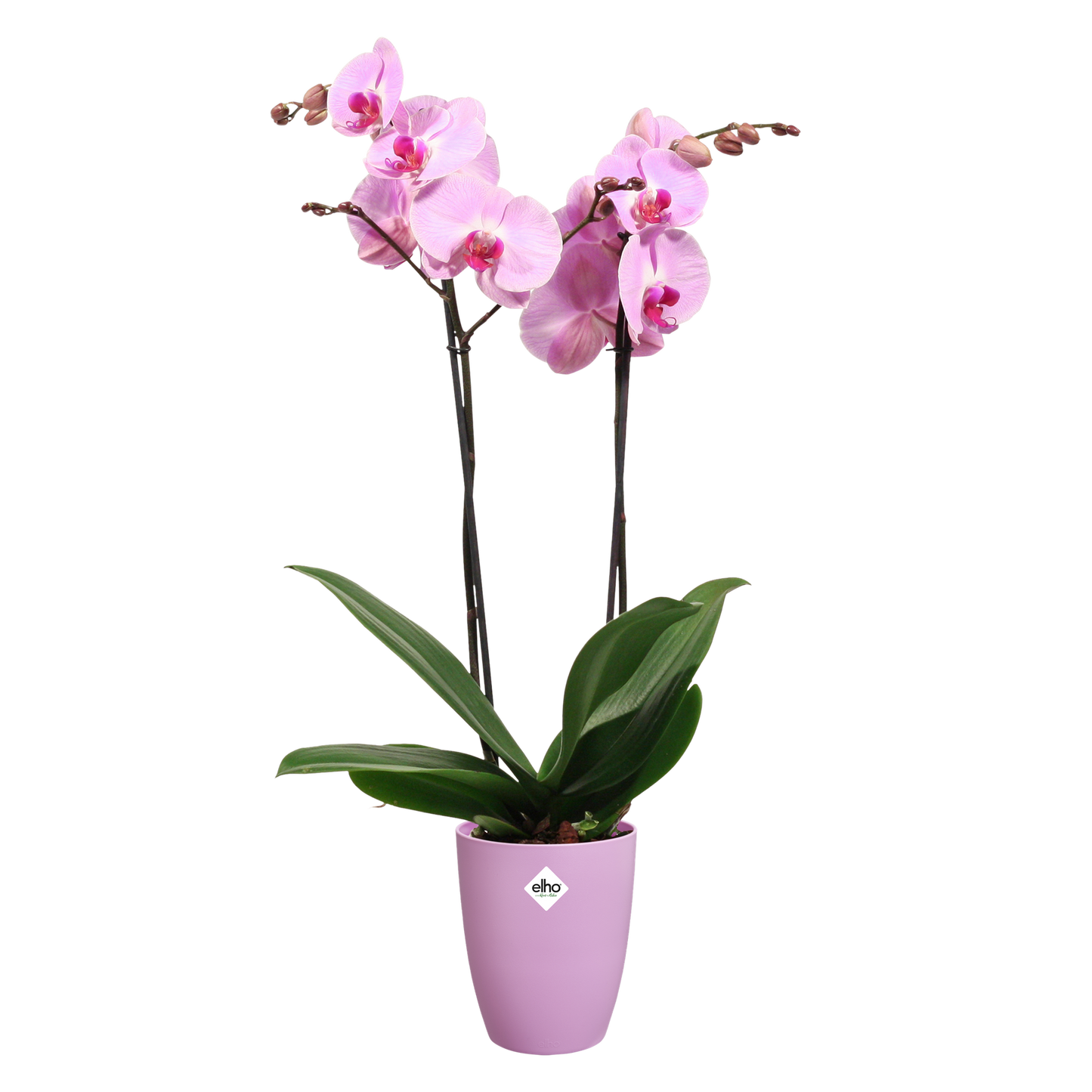 Vaso per orchidee Brussels High Elho vivid violet