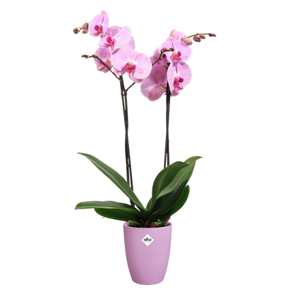 Vaso per orchidee Brussels High Elho vivid violet