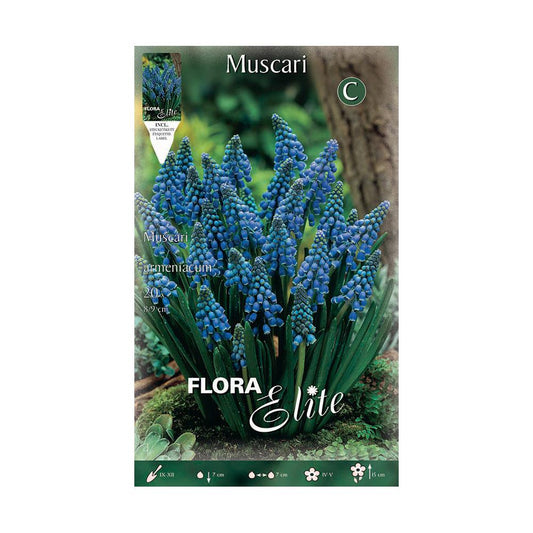 Blauwe muscari-bollen 15 stuks