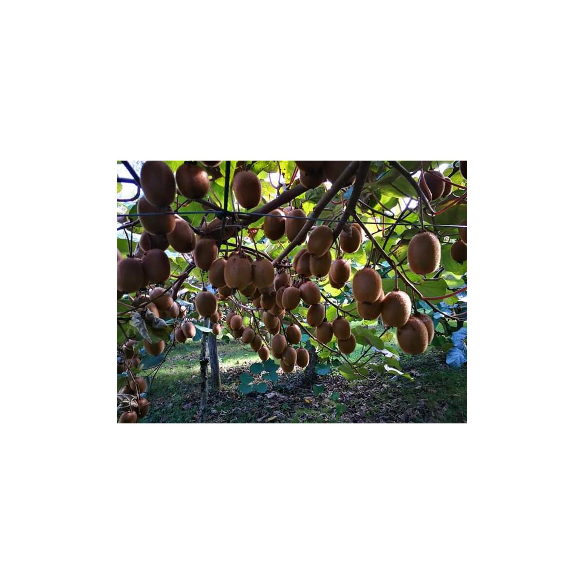 Hergestellt aus Äpfeln und Kiwis aus biologischem Anbau ohne Zuckerzusatz Ékolo 700 g