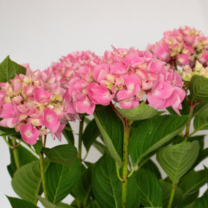 Hortensie Rosa 50-60 cm