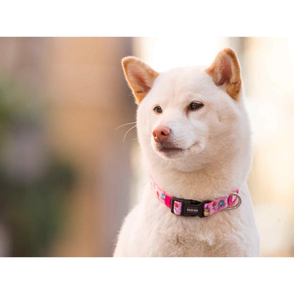 Collier pour chien PRINCESS Dukier XS