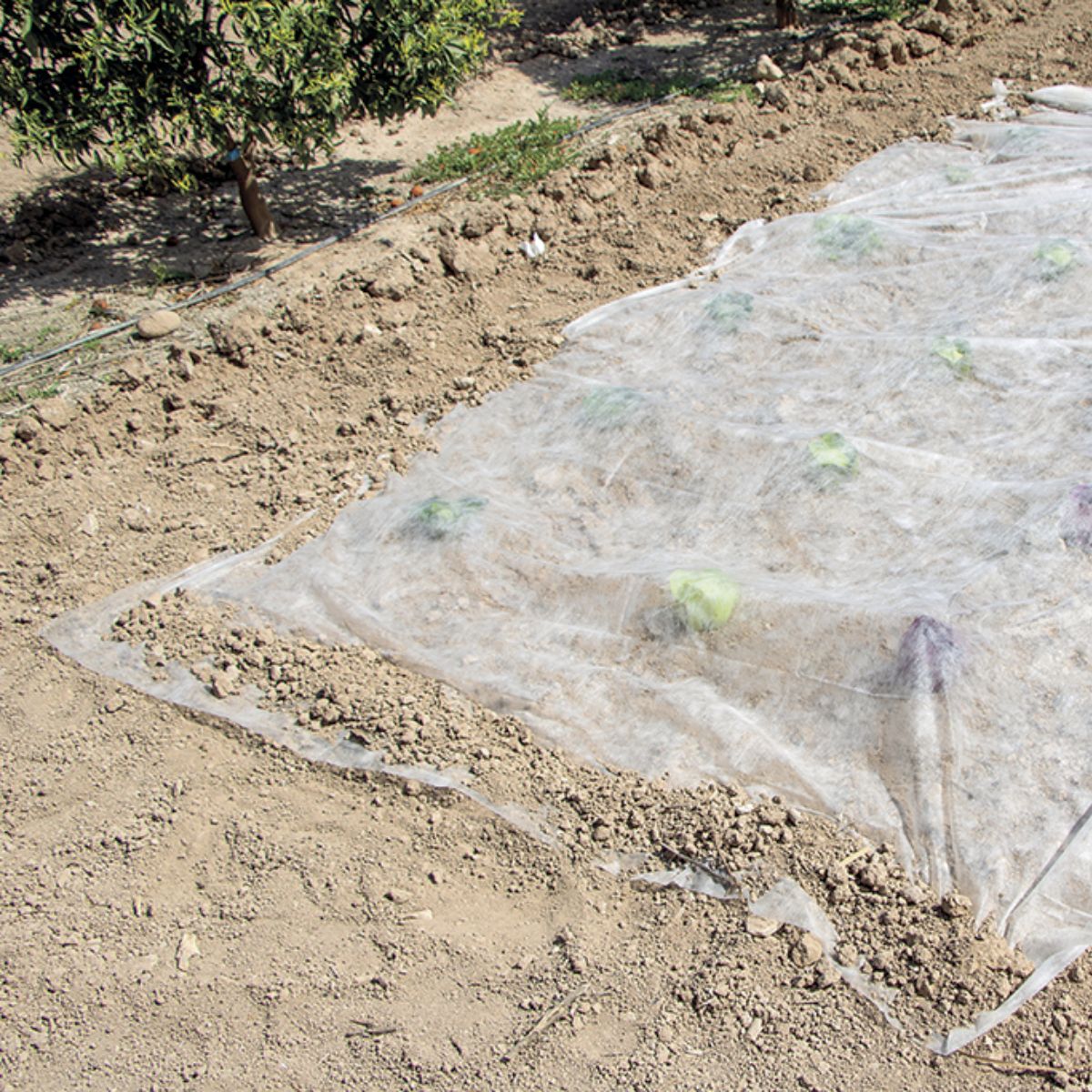 Groeivlies Climatex Nortene 2 x 5 m