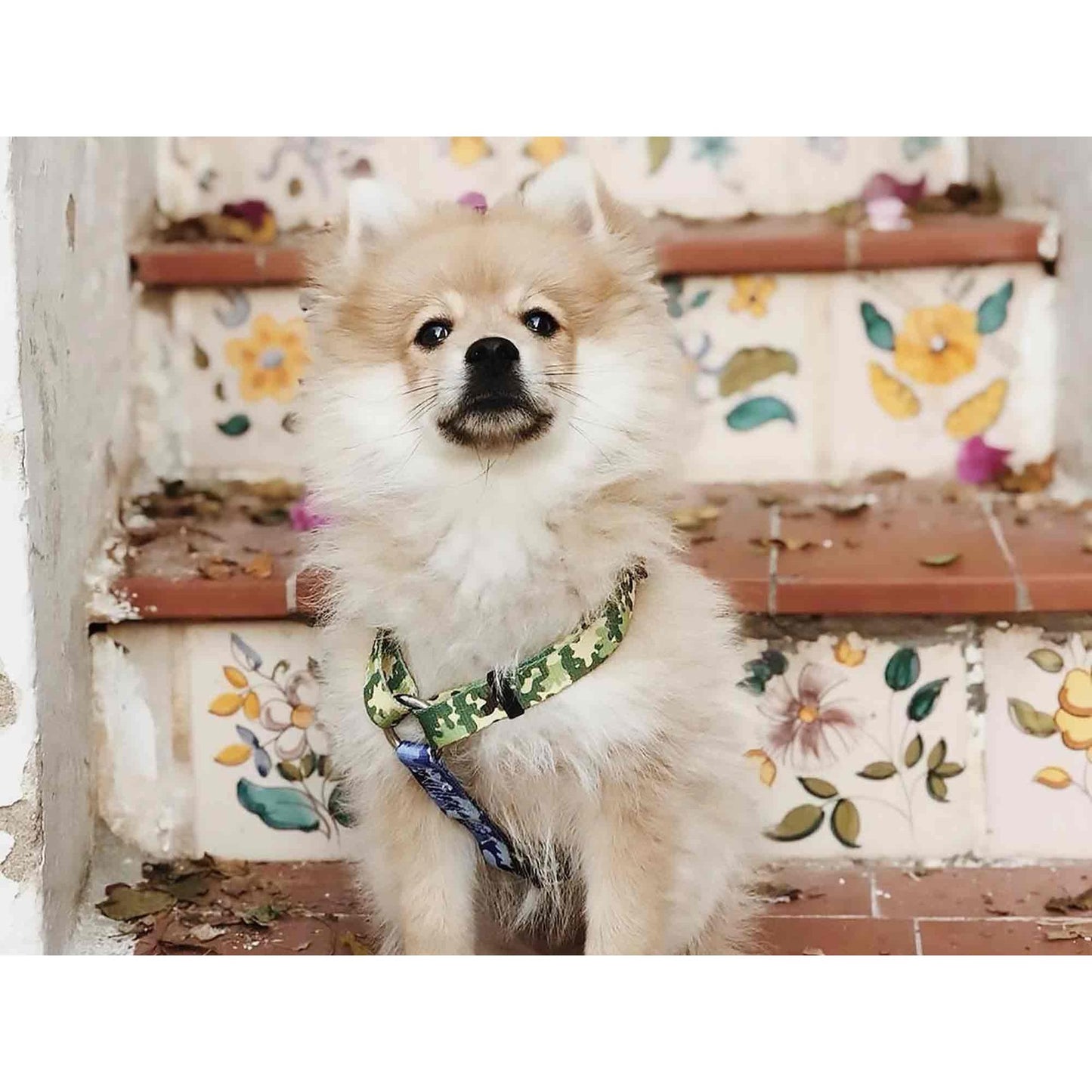 Imbracatura classica per cani CAMO Dukier L