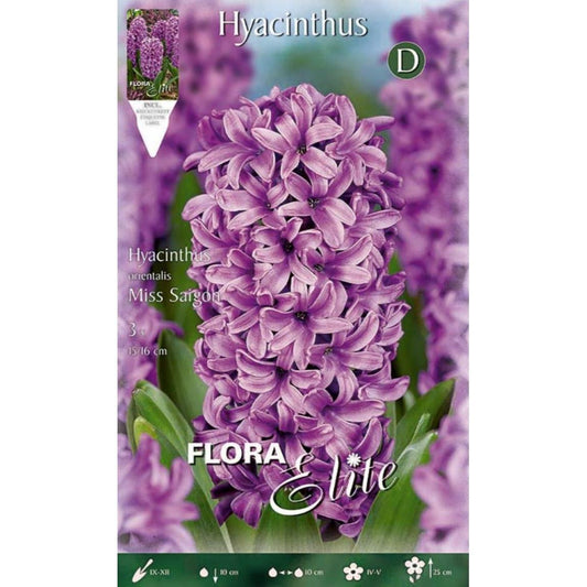 Violette hyacintenbollen 3 stuks