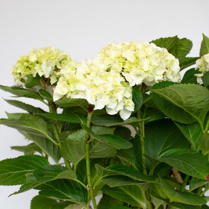 Hortensja biała 50-60 cm