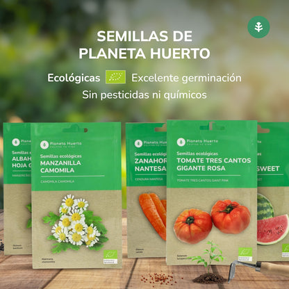 Semillas de Acelga Verde ecológicas Planeta Huerto