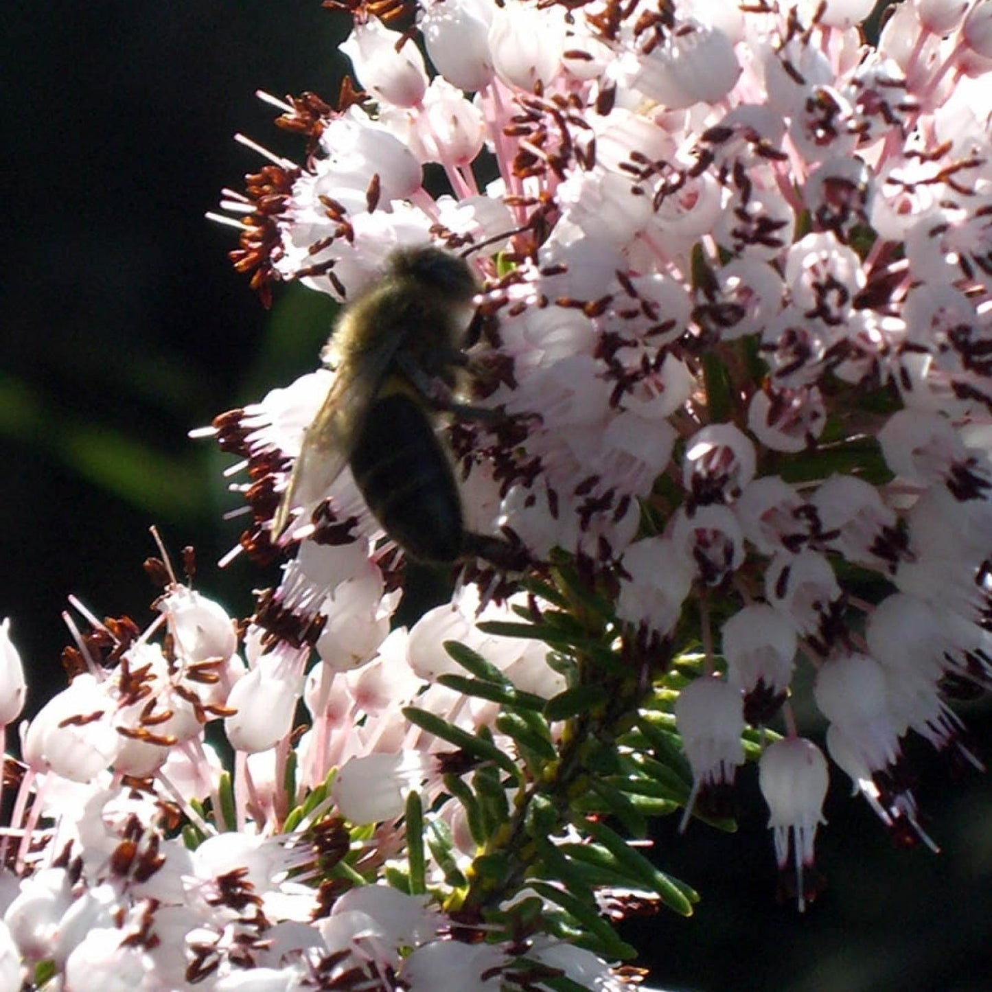 Ekologiczny miód wrzosowy Bona Mel, 450 g