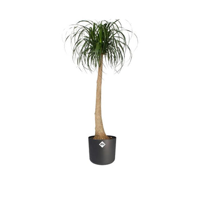 B.for Soft Round Elho Anthracite Plant Pot 16 cm