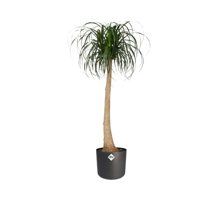Pot de fleur B.for Soft Round Elho Anthracite 35 cm
