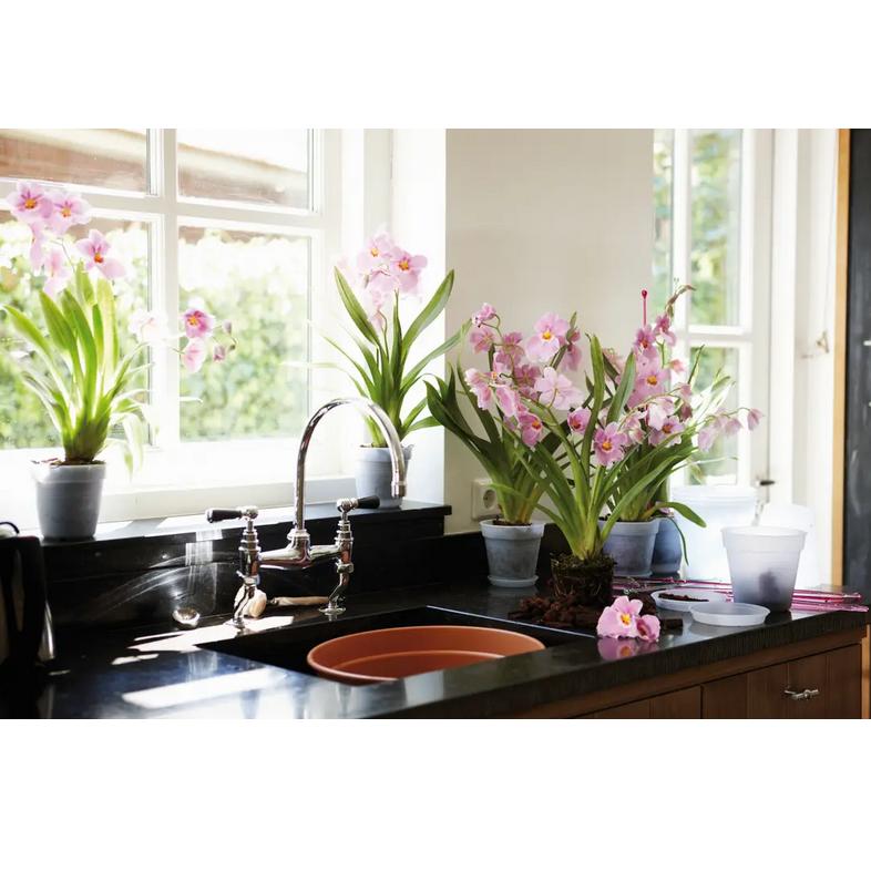 Plateau pour orchidées Green Basics Elho 14 cm