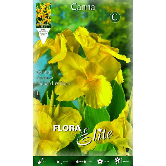 Bulbo Canna gialla foglia scura 1 pz
