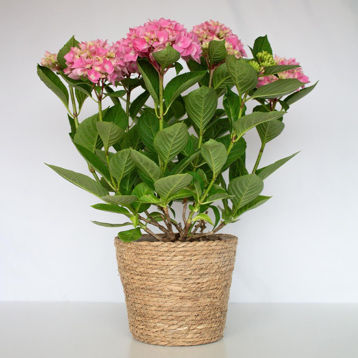 Hortensie Rosa 50-60 cm