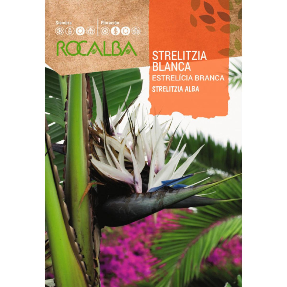 Semi di Strelitzia bianca